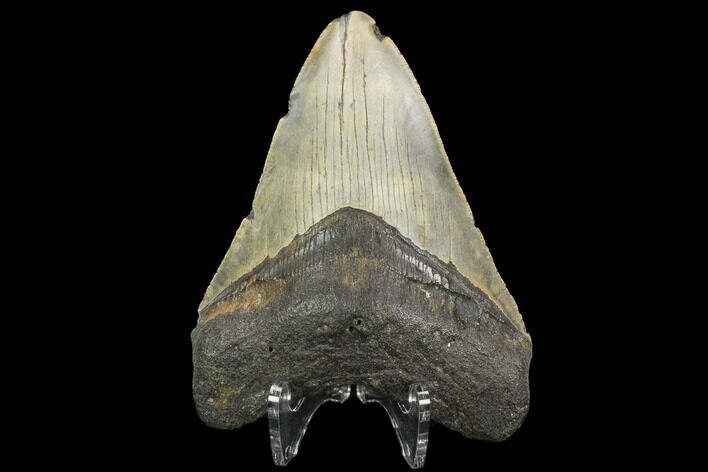 Fossil Megalodon Tooth - North Carolina #124643